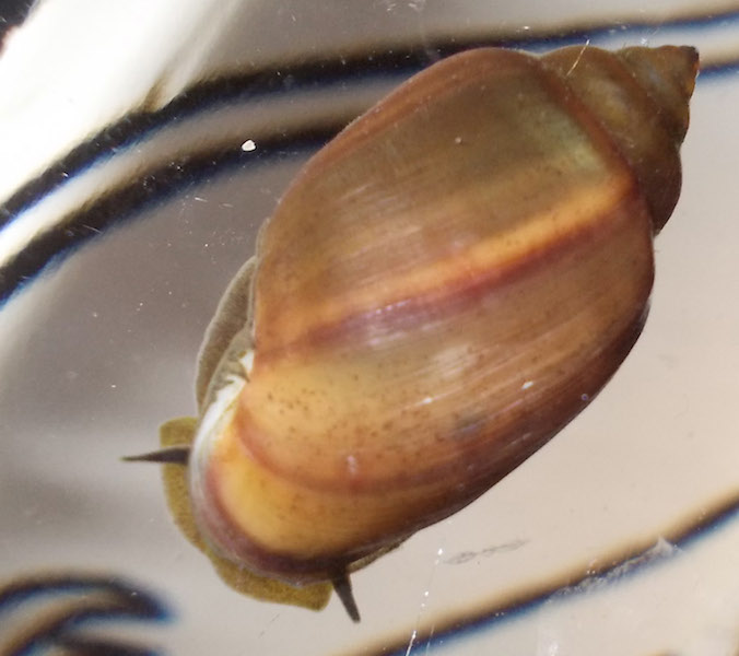 Lumaca d''acqua sconosciuta